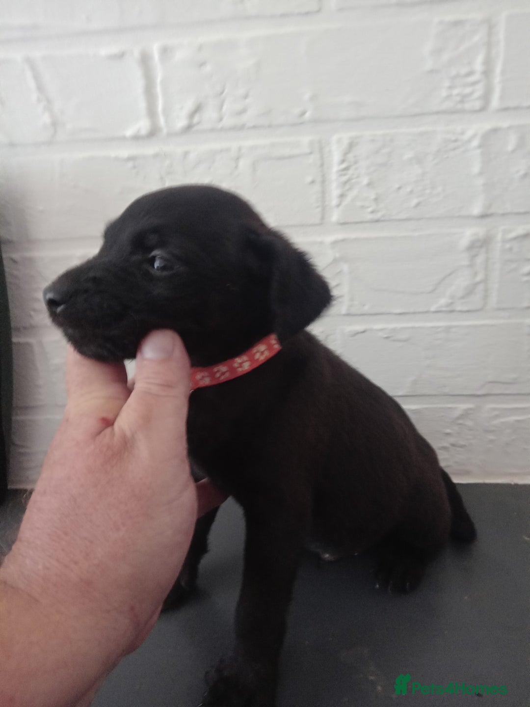 Patterdale Terrier dogs for sale: Patterdale pups for sale ready now - Image 22