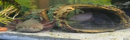 Axolotl reptiles for sale: Two axolotls - Advert 5