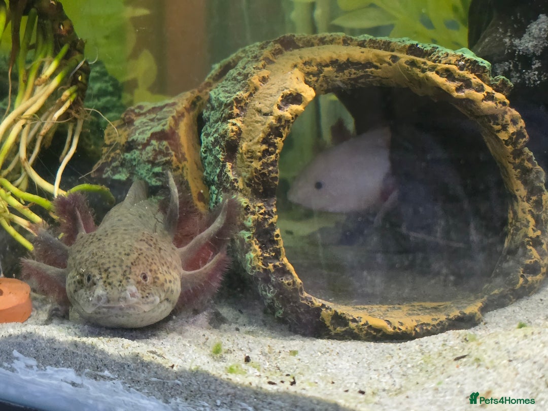 Axolotl reptiles for sale: Two axolotls - Advert 5