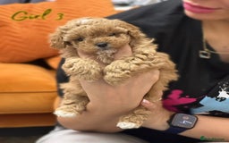 Shihpoo dogs for sale: 🐾 Toy Poodle x Shihpoo Puppies for Sale - Image 9