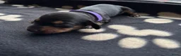Miniature Dachshund dogs for sale: 5 miniature dacshunds puppies  - Advert 34