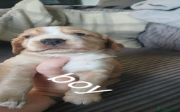 Cocker Spaniel dogs for sale: 5 beautiful cocker spaniels  - Image 5