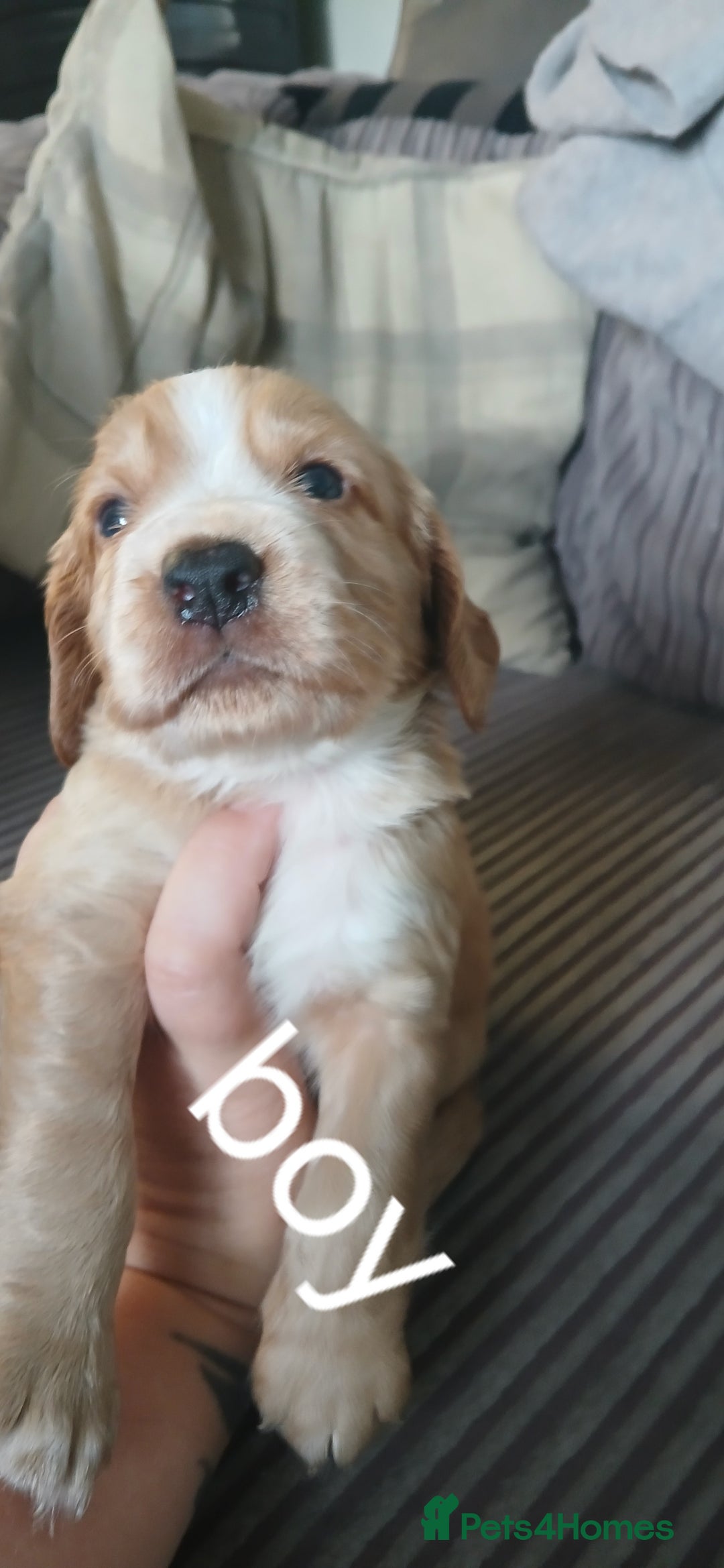 Cocker Spaniel dogs for sale: 5 beautiful cocker spaniels  - Image 5