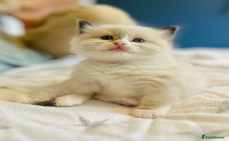 Ragdoll cats - Advert 2