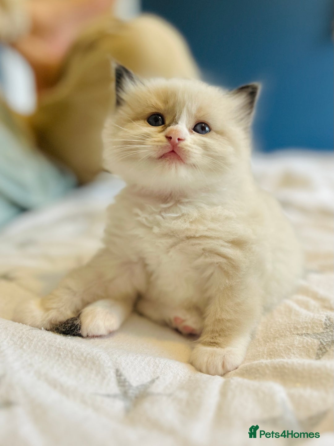 Ragdoll cats for sale: Stunning Rainbow of Ragdoll Kittens - Image 1