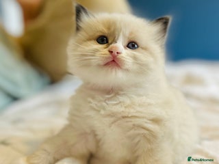 Ragdoll cats - Advert 2