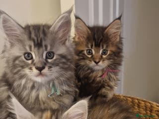 Maine Coon cats Pure Maine Coon Kittens *READY TO LEAVE* - Advert 2