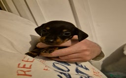 Miniature Dachshund dogs for sale: ❤️ 🐕 Miniature Dachshunds  - Image 20