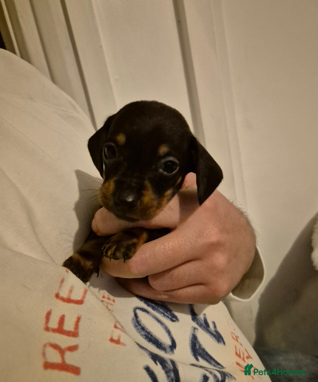 Miniature Dachshund dogs for sale: ❤️ 🐕 Miniature Dachshunds  - Image 20