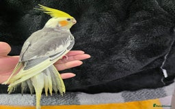 Cockatiels birds for sale: Silly hand tamed baby cockatiels for sale  - Image 10