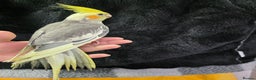 Cockatiels birds for sale: Silly hand tamed baby cockatiels for sale  - Advert 10