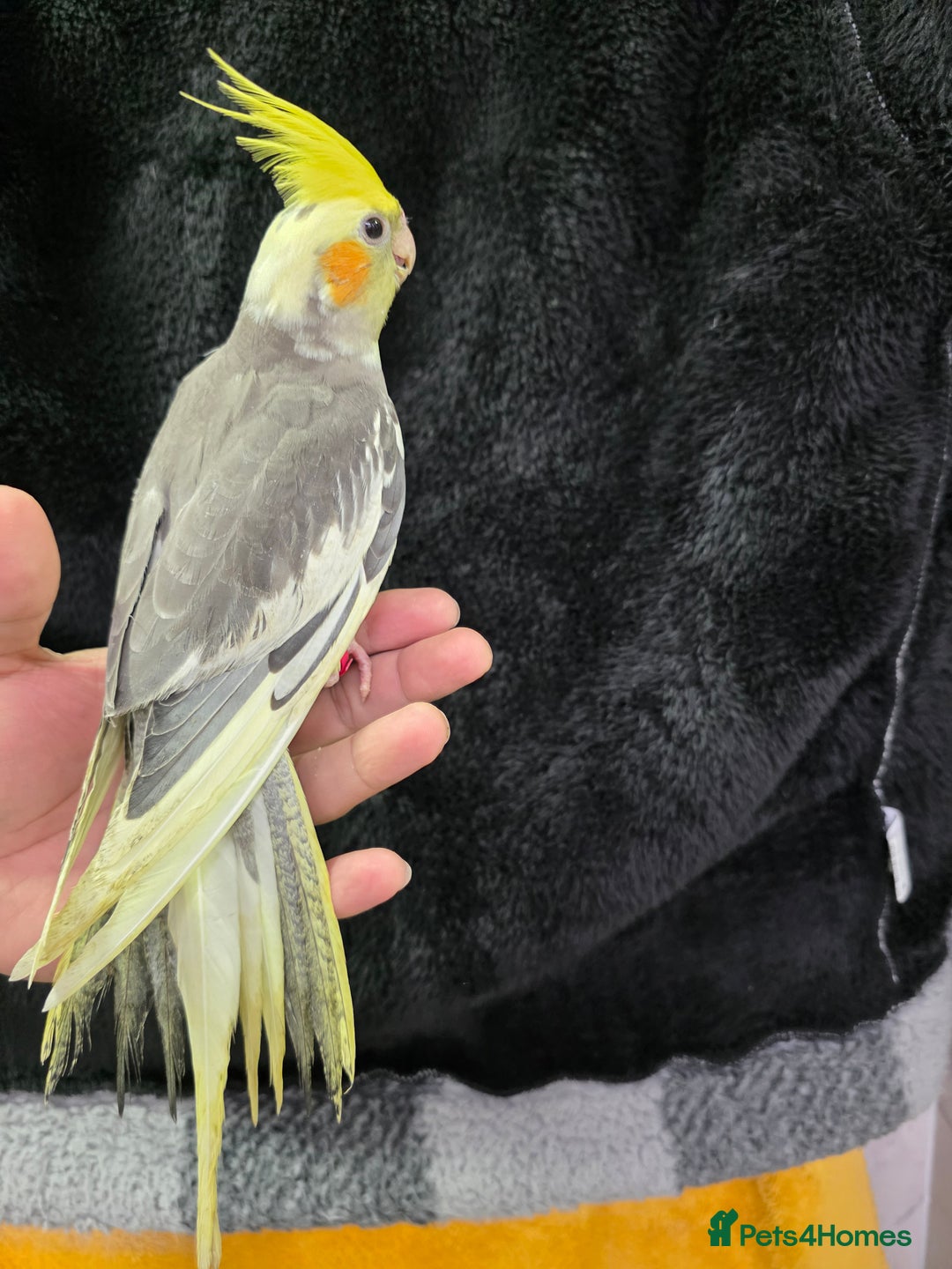 Cockatiels birds for sale: Silly hand tamed baby cockatiels for sale  - Image 10