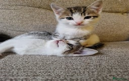 Mixed Breed cats for sale: 4 beautiful kittens available Saturday 22nd - Advert 6