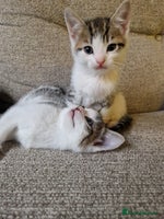 Mixed Breed cats 1 beautiful girl left! Available Saturday 22nd - Advert 7