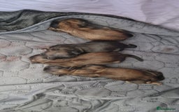 Shih Tzu dogs for sale: Shih Tzu  - Image 9