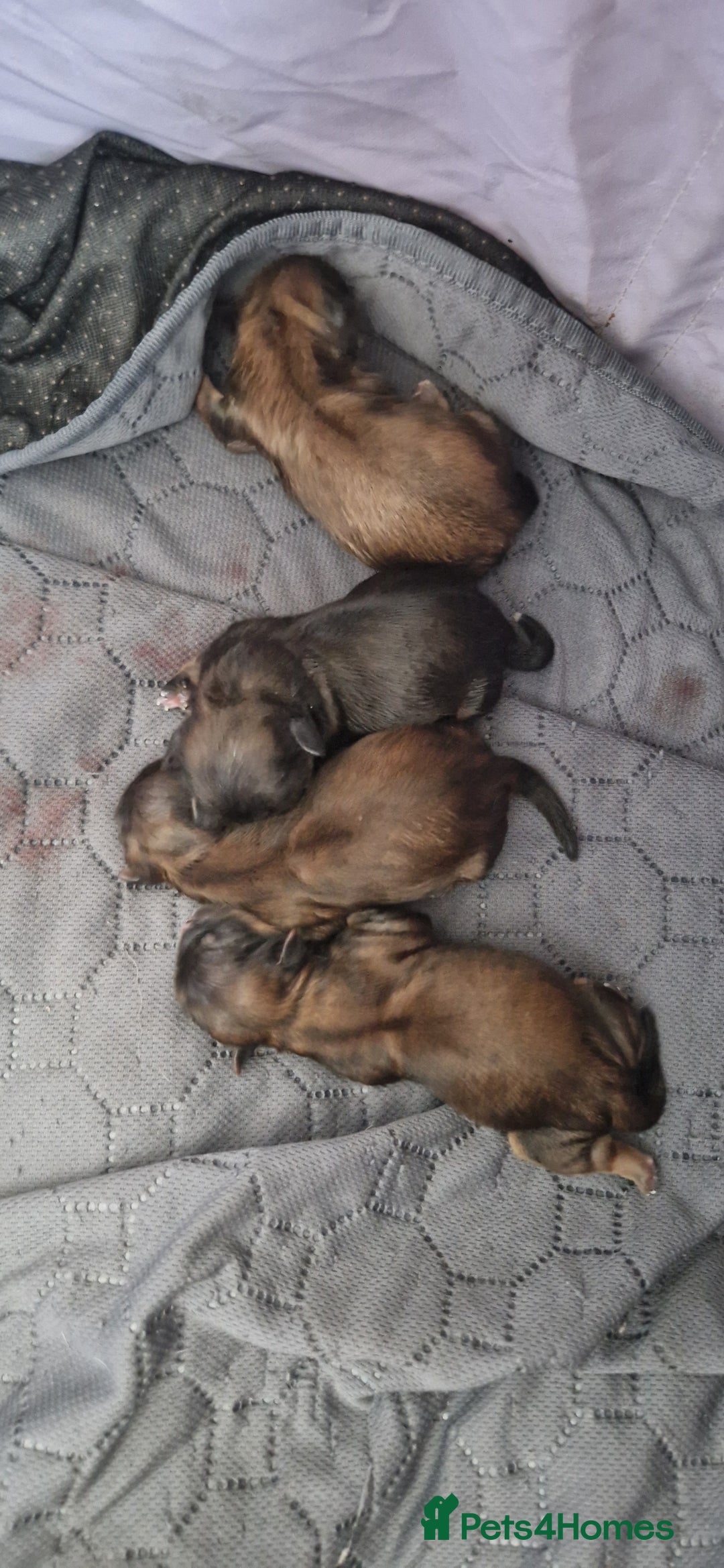 Shih Tzu dogs for sale: Shih Tzu  - Image 9