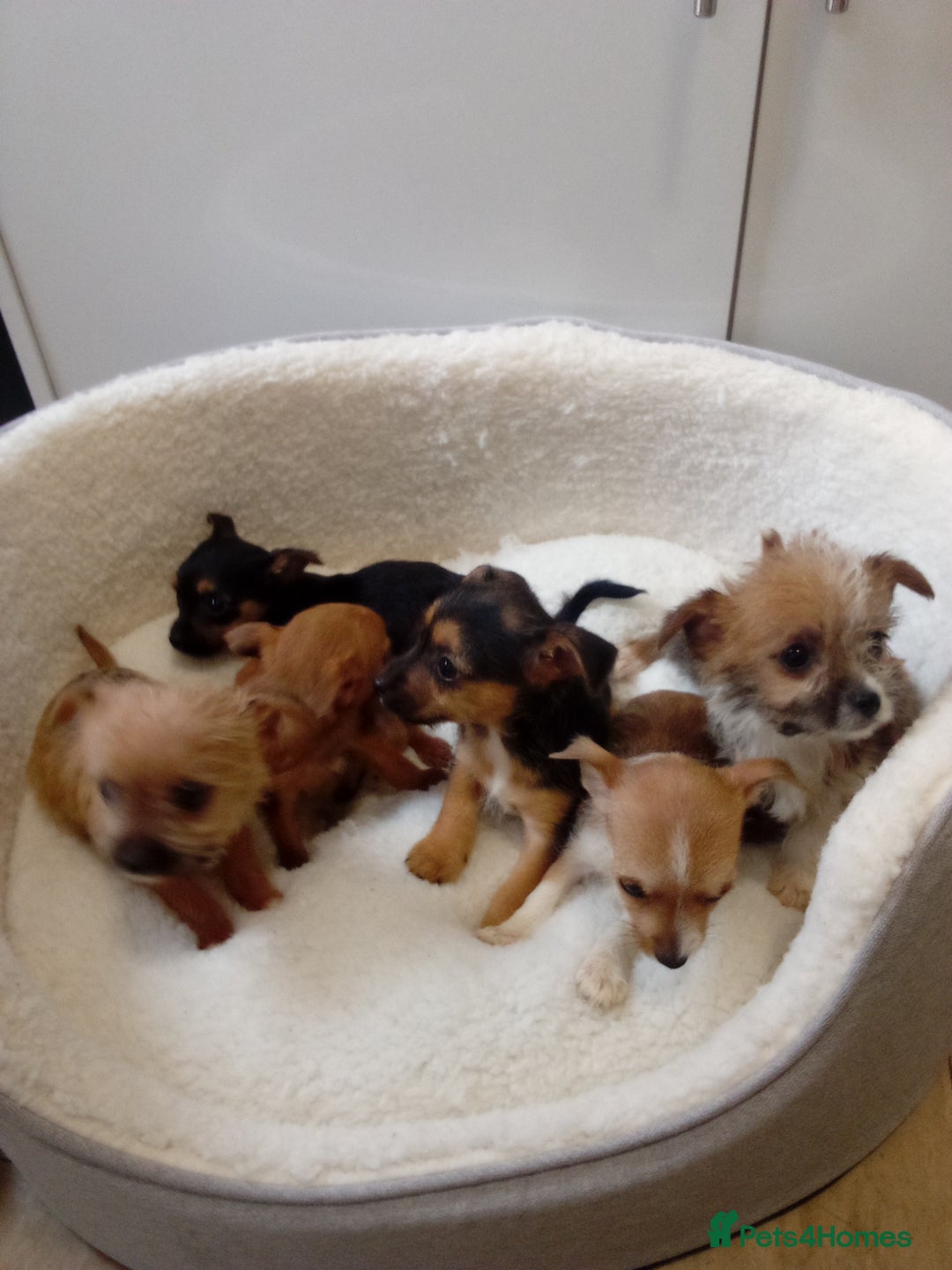 Chorkie dogs for sale: Chihuahua x Yorkshire terrier  - Image 3