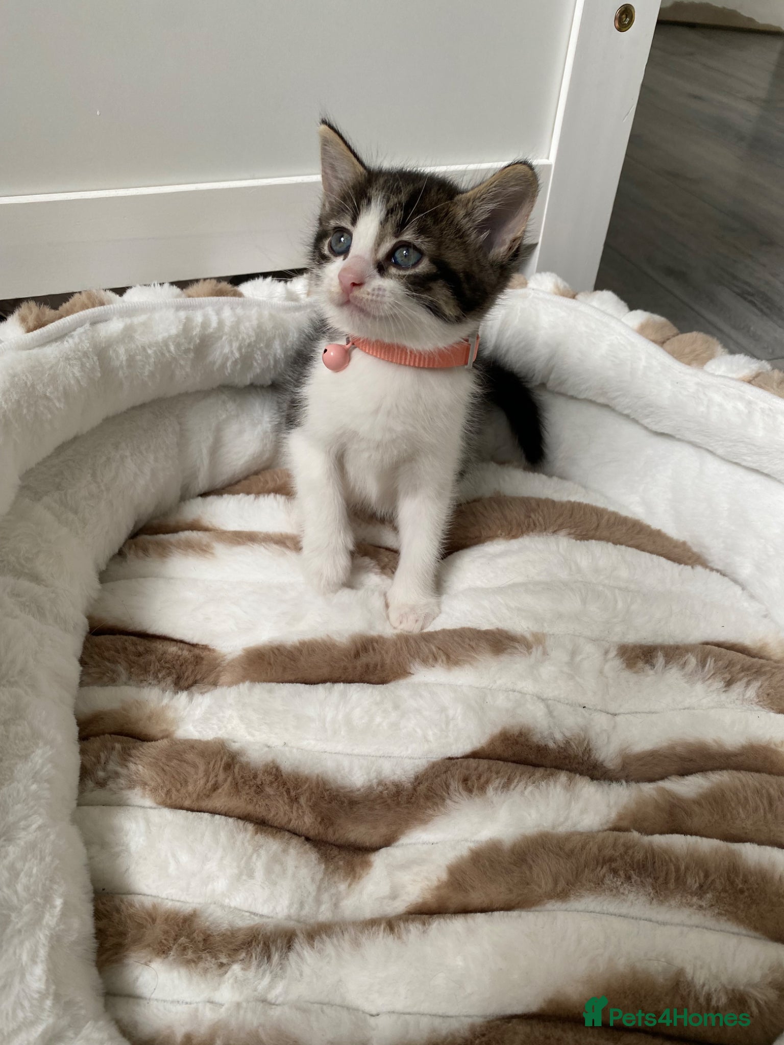 Mixed Breed cats for sale: 4 kittens  - Advert 4
