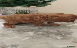 Cockapoo dogs for sale: F1 Cockapoo pups for sale  - Image 2