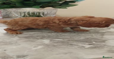 Cockapoo dogs - Advert 1