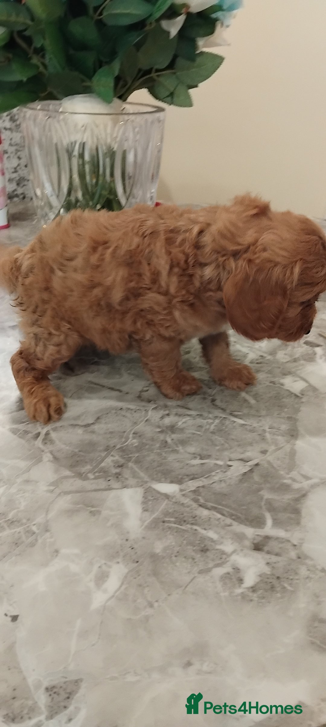 Cockapoo dogs for sale: F1 Cockapoo pups for sale  - Image 2