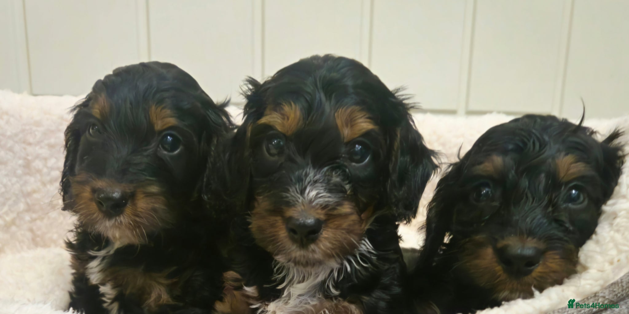 Cockapoo dogs Ready next week!Licensed insured breeder! Boys!! - Advert 2