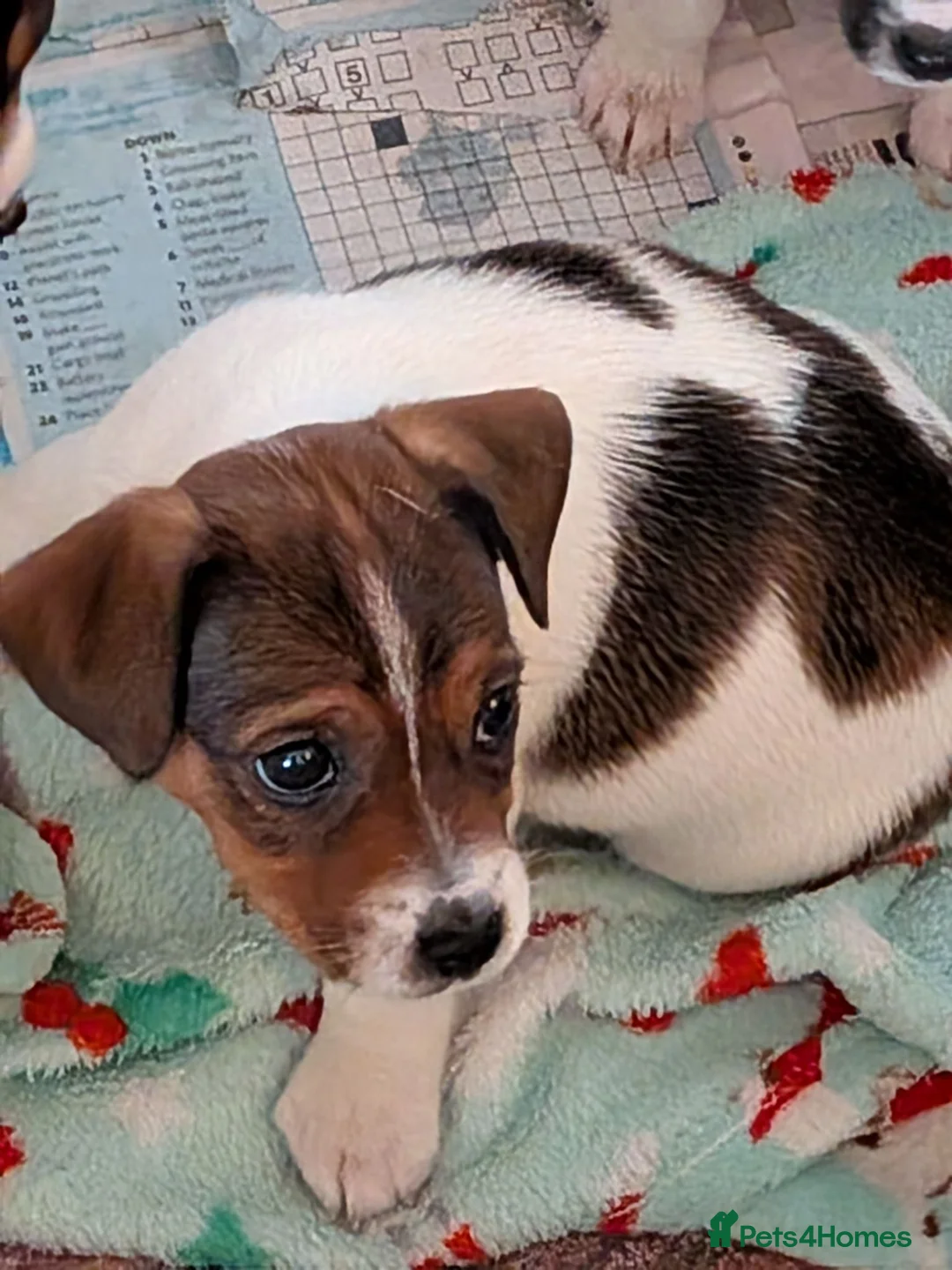 Jack Russell dogs for sale: Docked (vet papers)Traditioal Jack Russel  - Advert 2