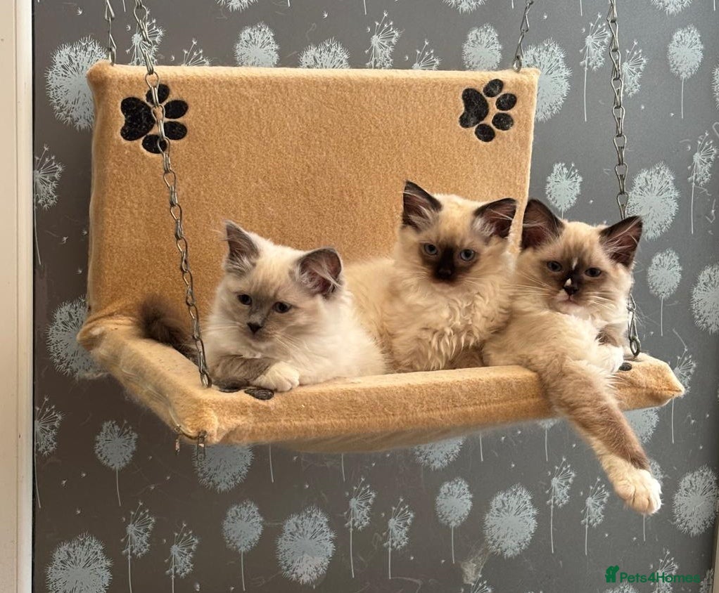Ragdoll cats GCCF registered Ragdol kittens  - Advert 5