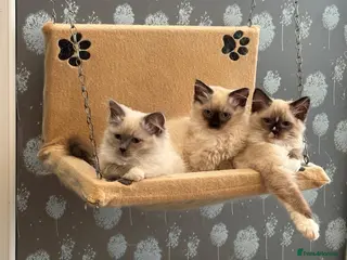 Ragdoll cats GCCF registered Ragdol kittens - Advert 5