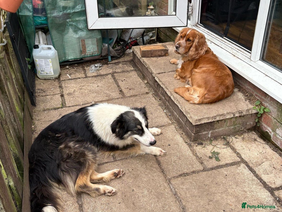 Mixed Breed dogs for adoption: Fern  - Image 8