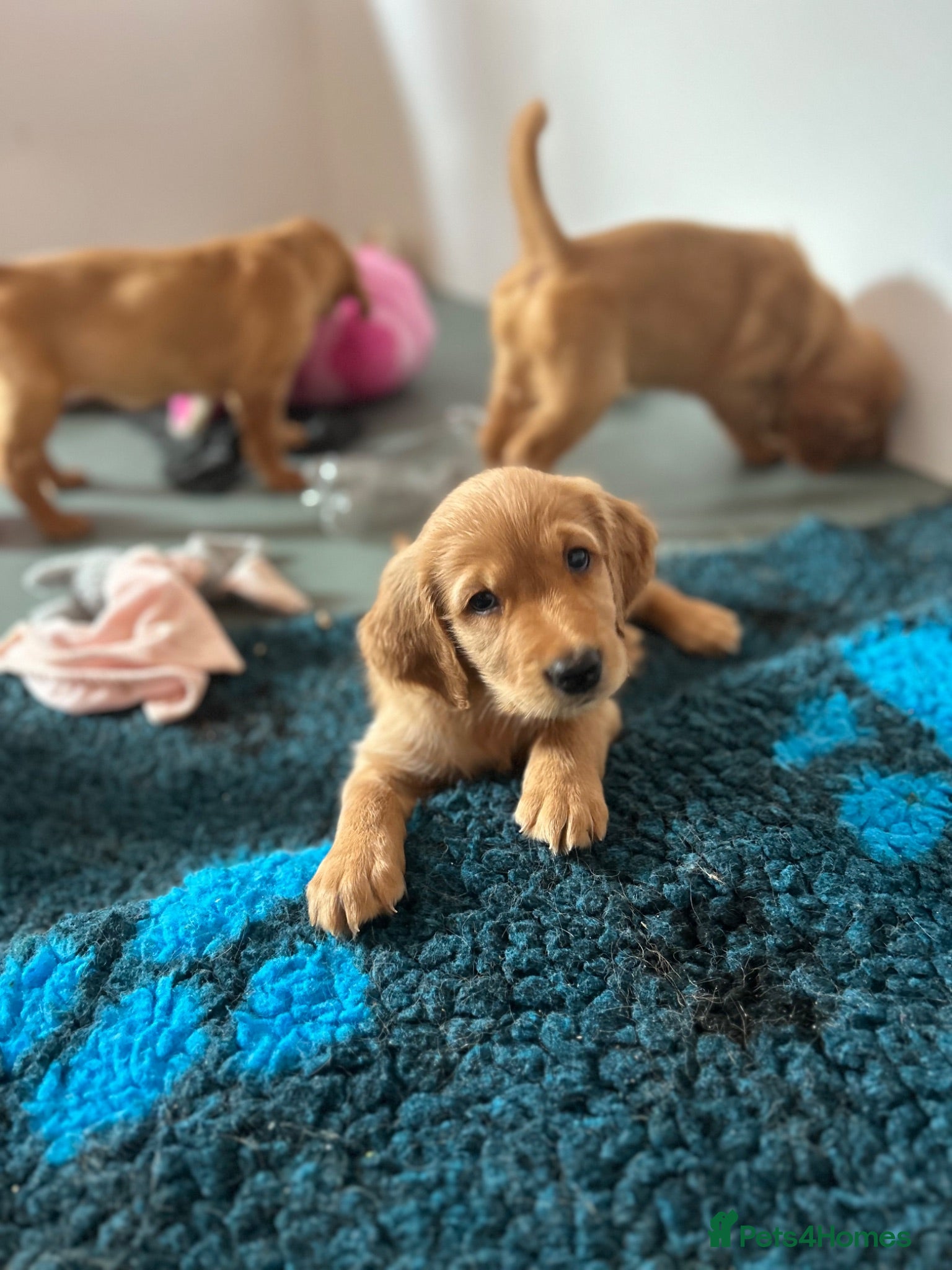 Golden Retriever dogs Beautiful litter of dark red golden retriever pups - Advert 2