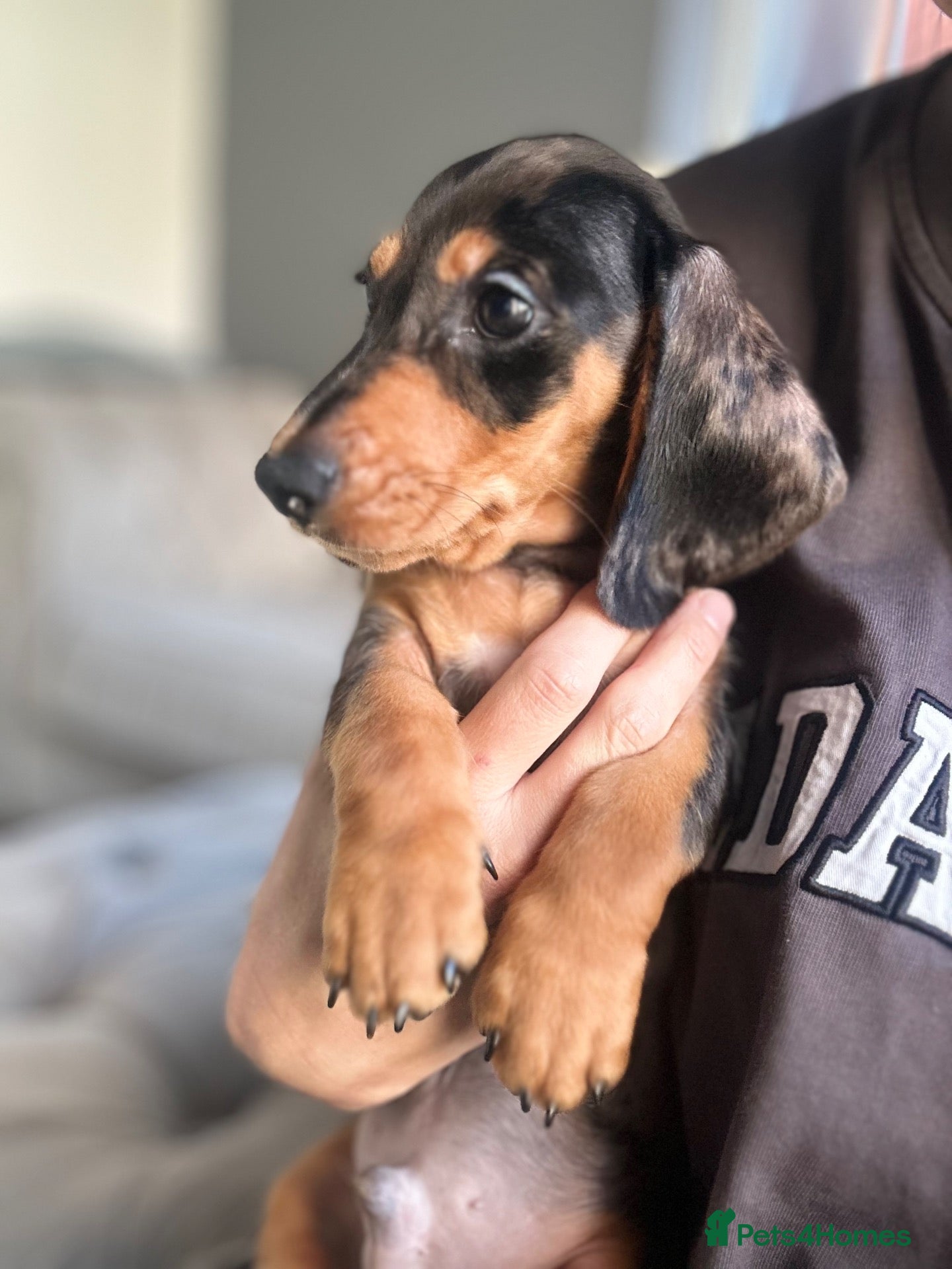 Miniature Dachshund dogs Only 1 boy available  - Advert 6
