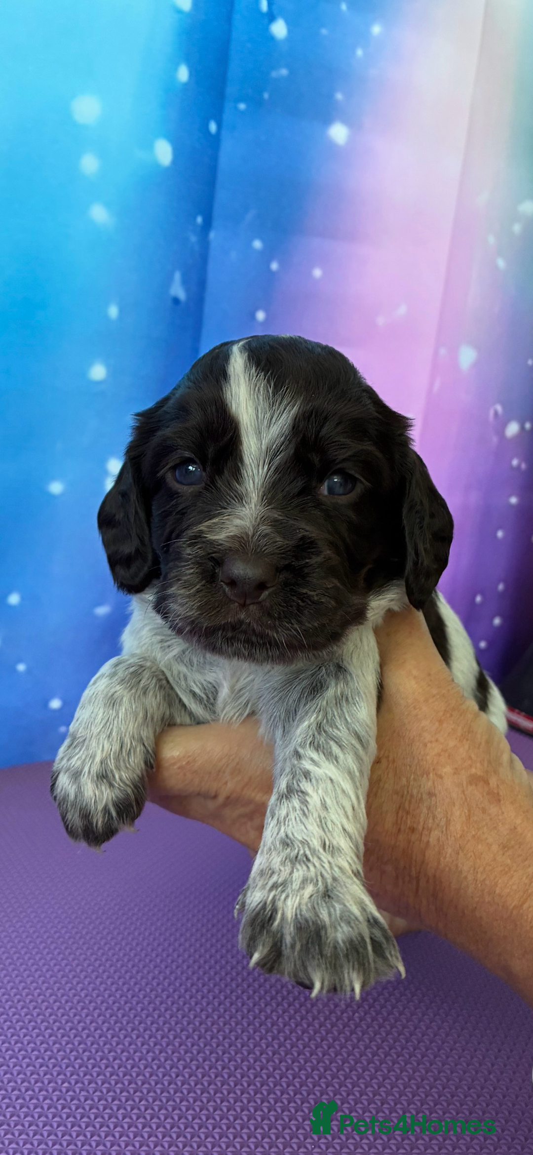 Cocker Spaniel dogs for sale: Working cocker female pup  - Image 2