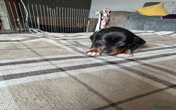 Miniature Dachshund dogs for sale: 🐾 Miniature Dachshund Puppies for Sale 🐾 - Image 15