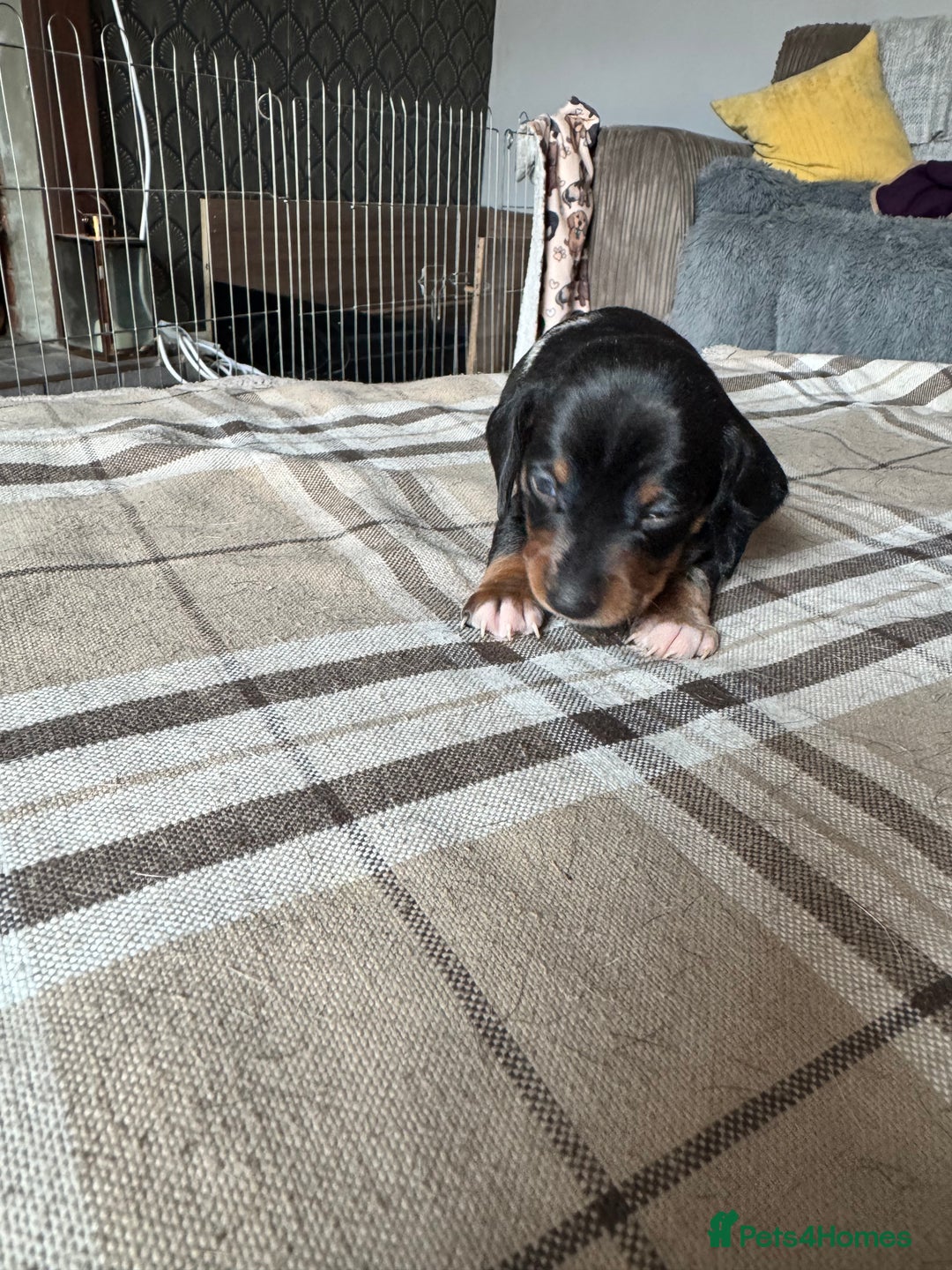 Miniature Dachshund dogs for sale: 🐾 Miniature Dachshund Puppies for Sale 🐾 - Image 15