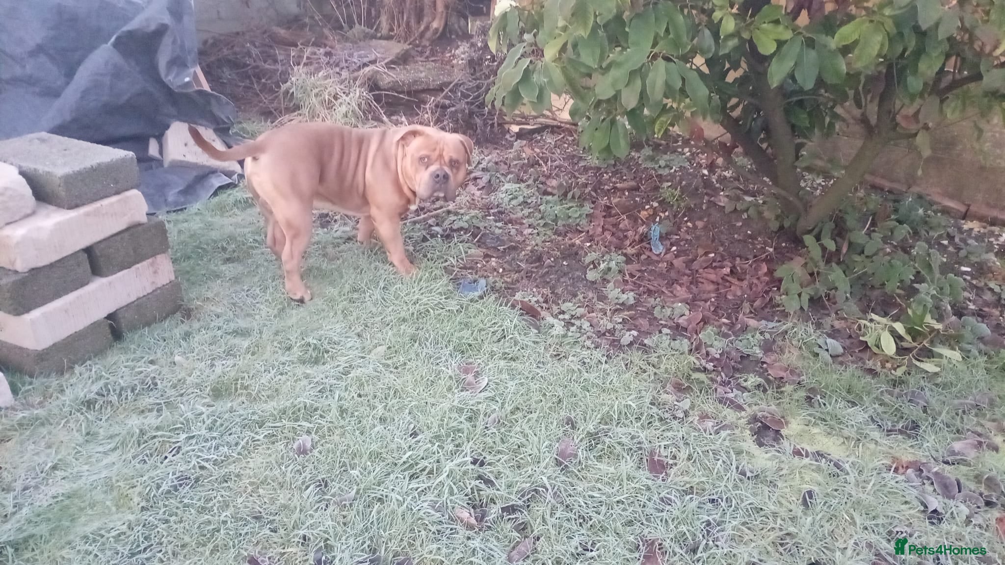 American Bully dogs 13 month old pocket bully male  - Advert 3