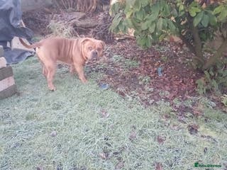 American Bully dogs 13 month old pocket bully male - Advert 9