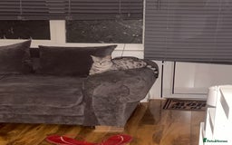 Bengal cats for sale: Silver charcoal bengals pets/queens/studs - Image 15