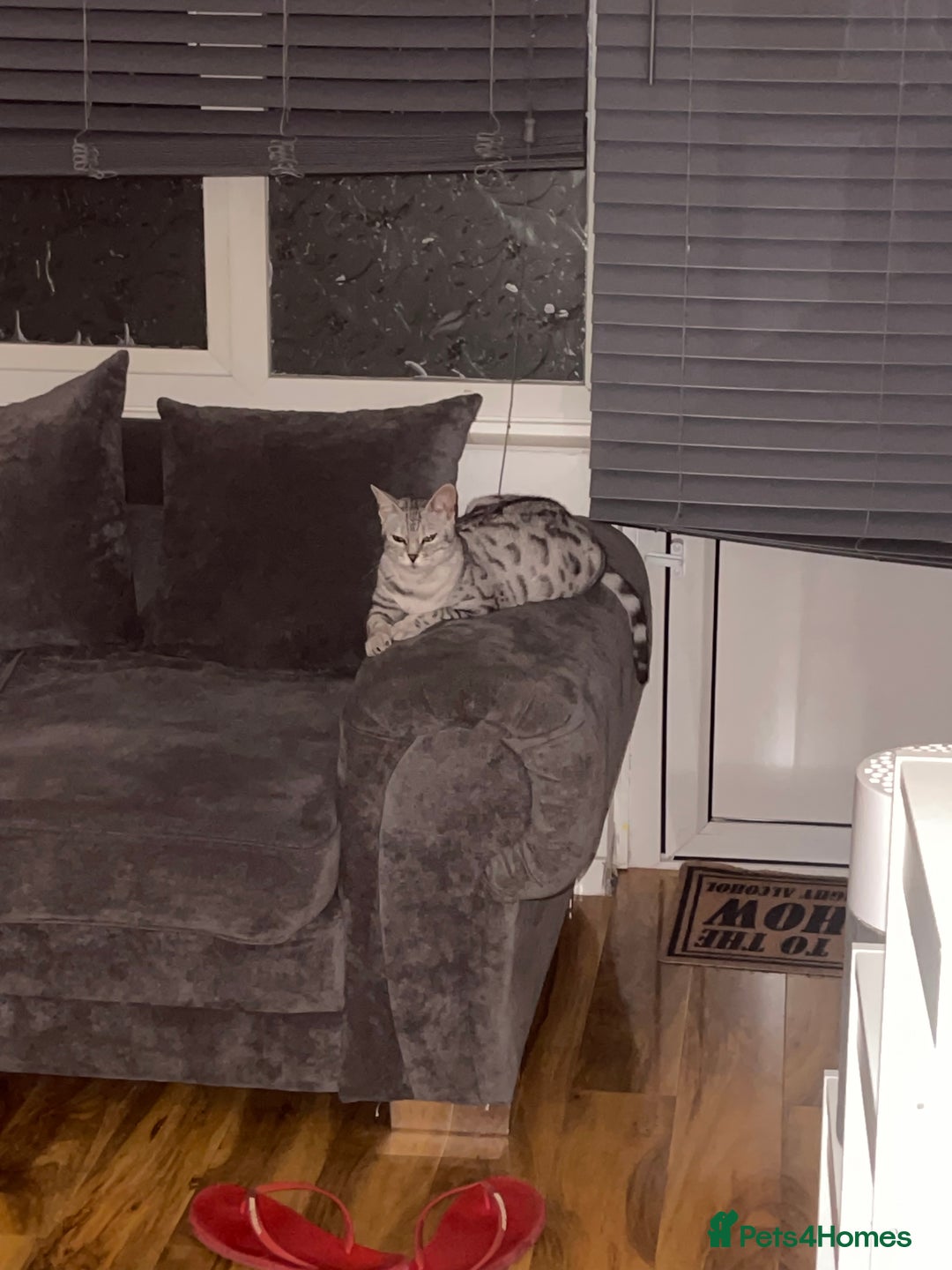 Bengal cats for sale: Silver charcoal bengals pets/queens/studs - Image 15