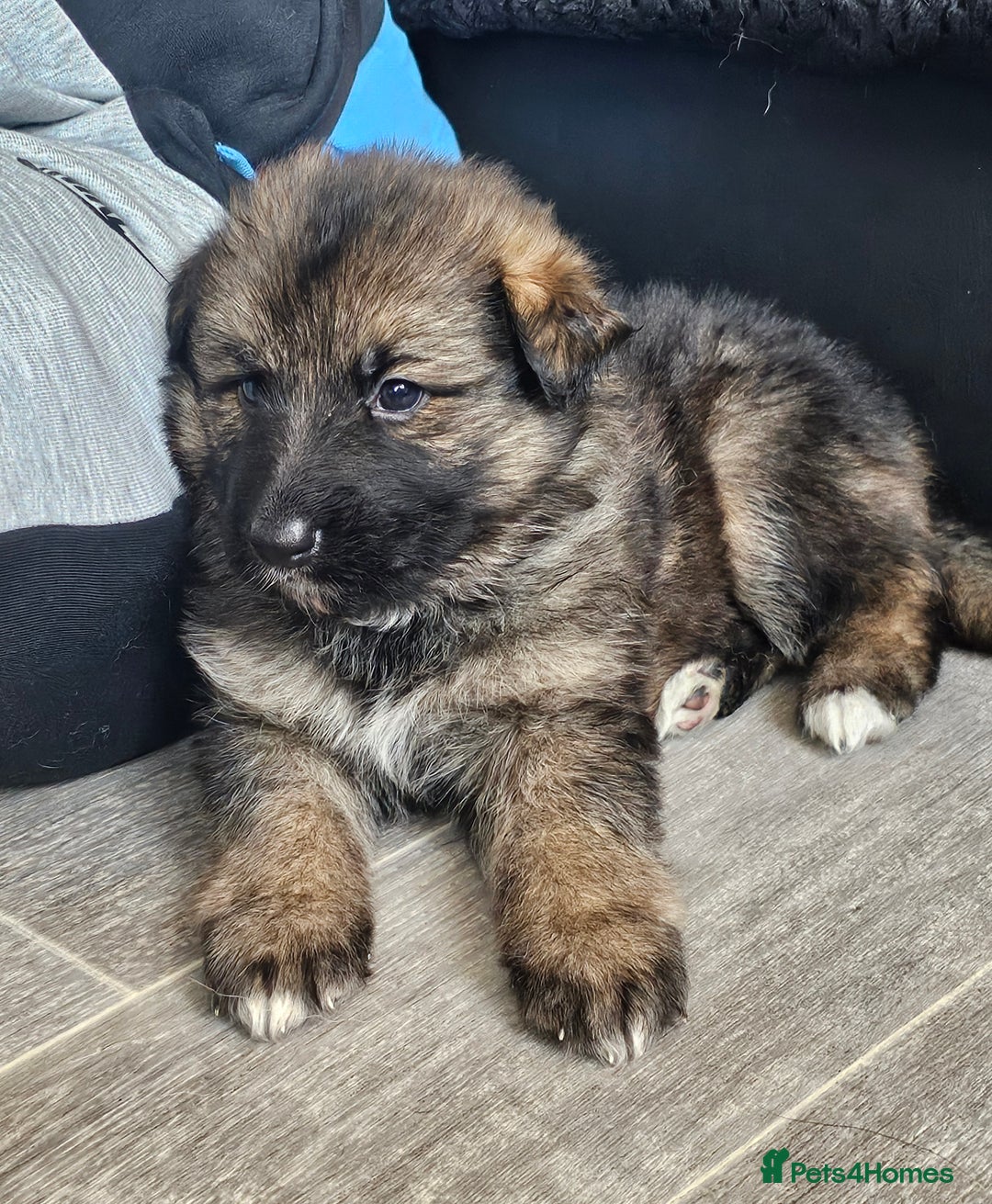German Shepherd dogs for sale: German shepherd puppies - Image 5