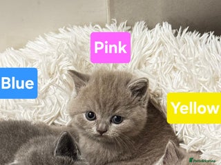 British Shorthair cats Beautiful British Shorthair Kittens - Advert 1