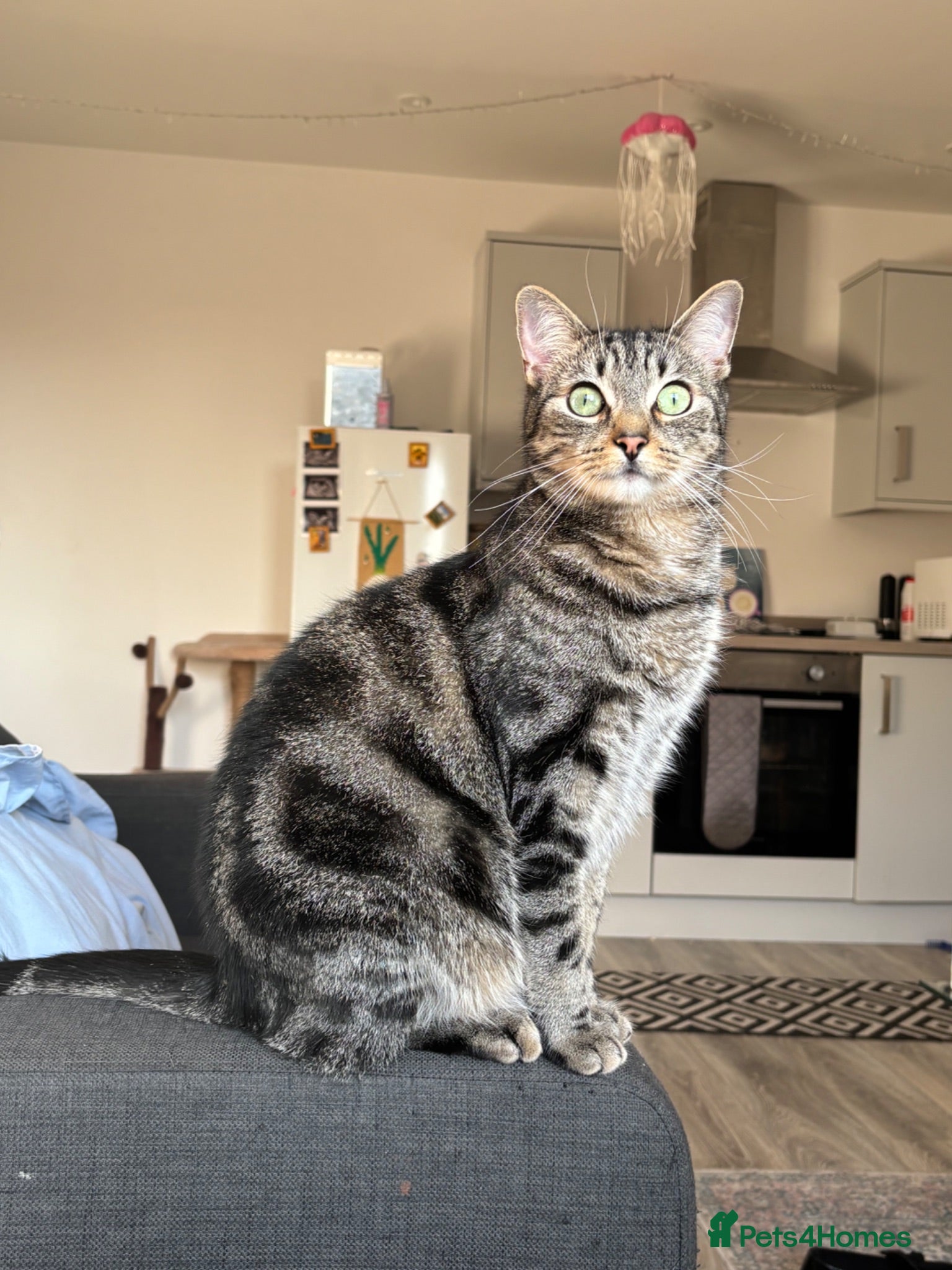 Mixed Breed cats Looking for loving home - Advert 1