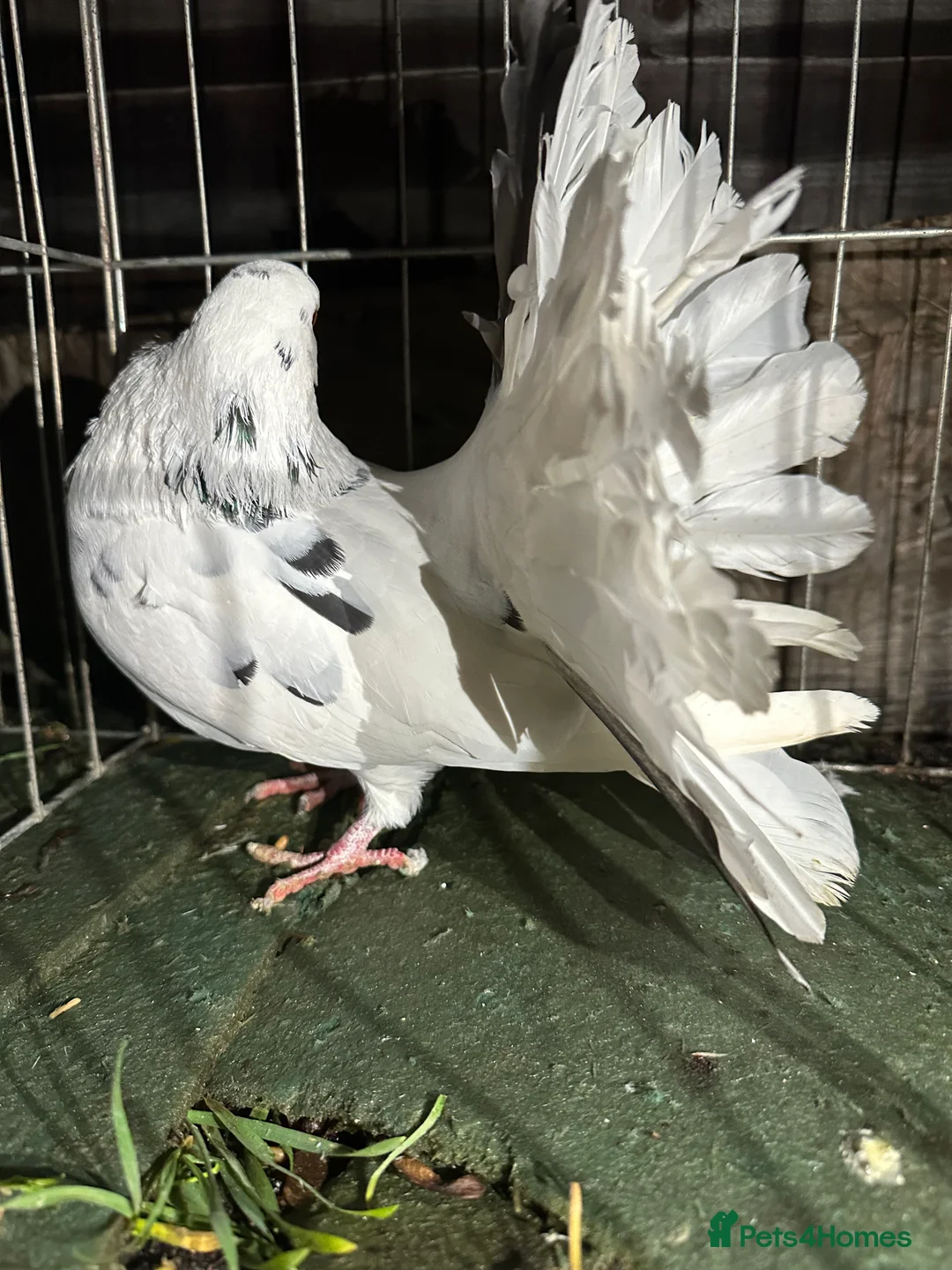 Pigeons birds for sale: Pigeons - Advert 7