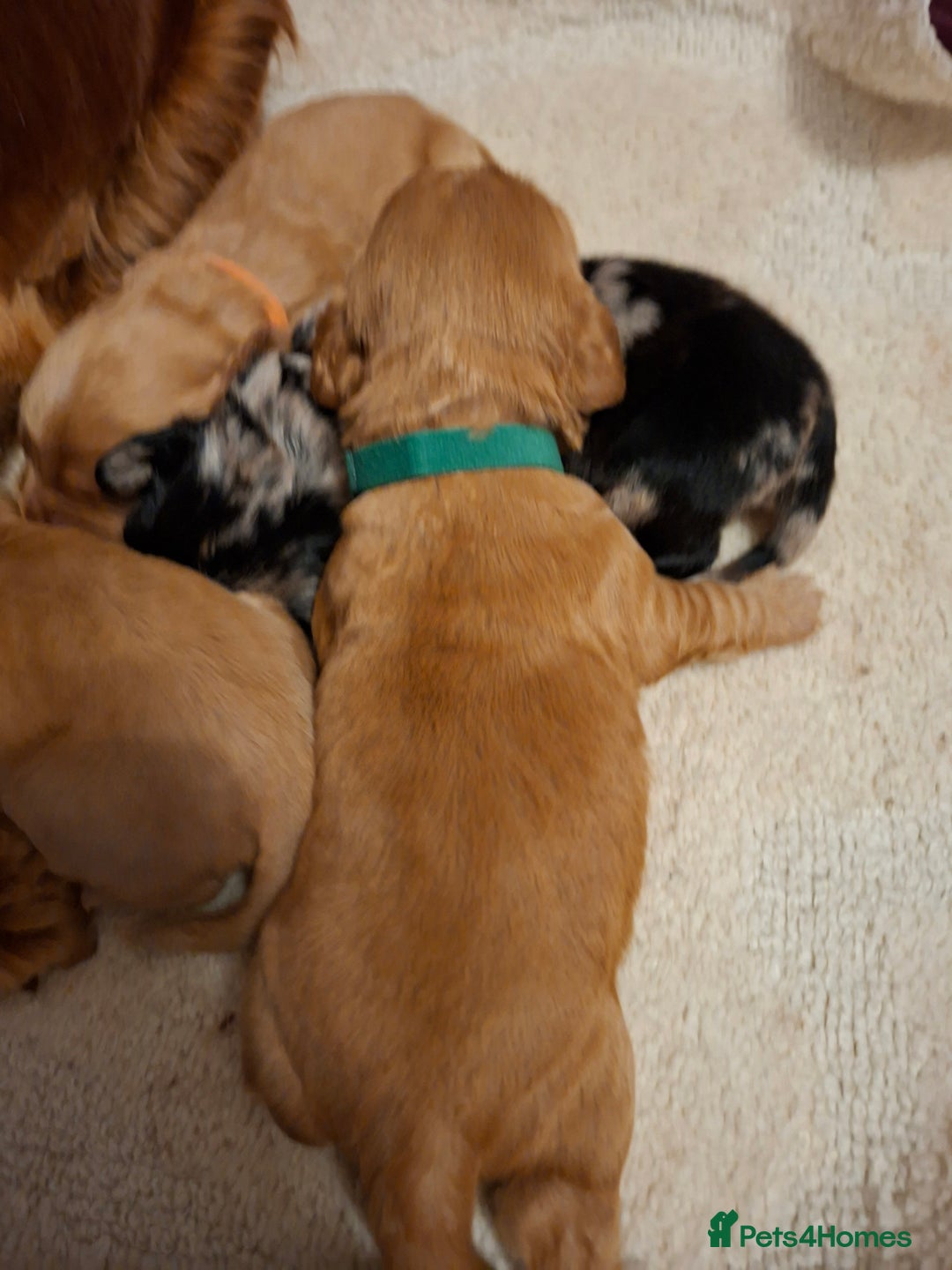 Cocker Spaniel dogs for sale: Cocker spaniel pups - Advert 10