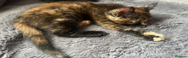 Maine Coon 2