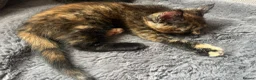 Maine Coon cats for sale: Beautiful Half Maine coon kittens  - Advert 2