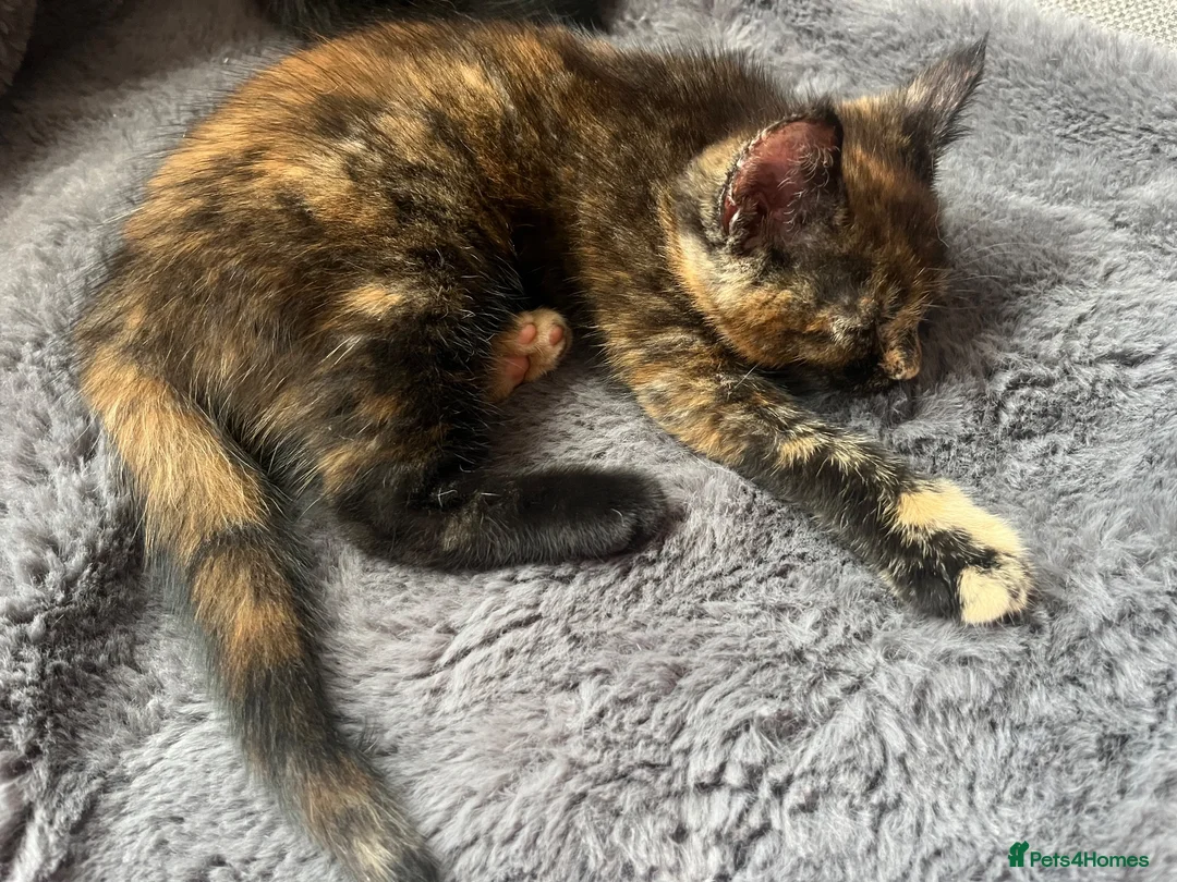 Maine Coon cats for sale: Beautiful Half Maine coon kittens  - Advert 2