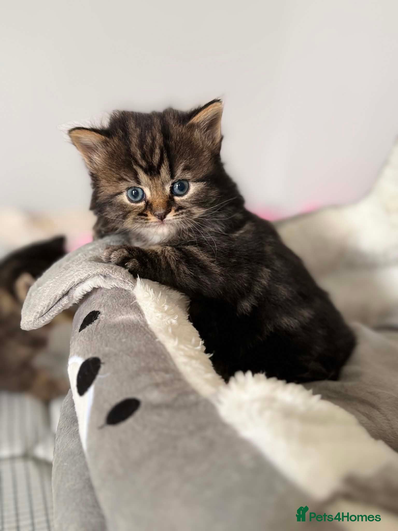 Mixed Breed cats for sale: 3 Little kittens  in Basildon - Advert 5