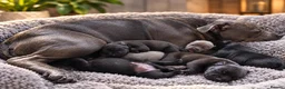Staffordshire Bull Terrier dogs for sale: KC REG KASSIUS PUPS - Advert 5