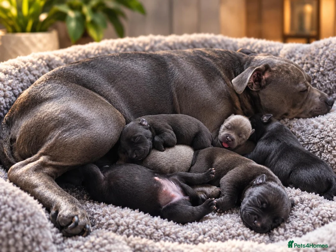 Staffordshire Bull Terrier dogs for sale: KC REG KASSIUS PUPS - Advert 5